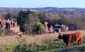 Cattle on Shawford Down - NewYear Bank Holiday 2012