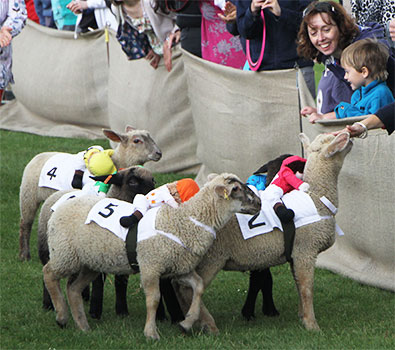 Lamb Racing