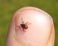 Lyme disease tick alert