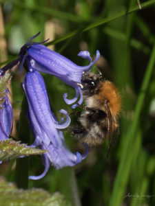 Sparrowgrove - bee at bluebell time